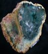 Emerald Green Zimbabwe Petrified Wood Slice #7803-2